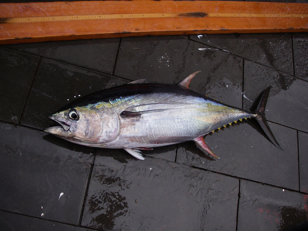 Sea Pact Brings Funding to Sri Lanka Tuna Fishery Project